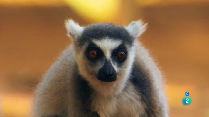 Som Documentals - Madagascar salvatge: llegendes de l'illa dels lèmurs