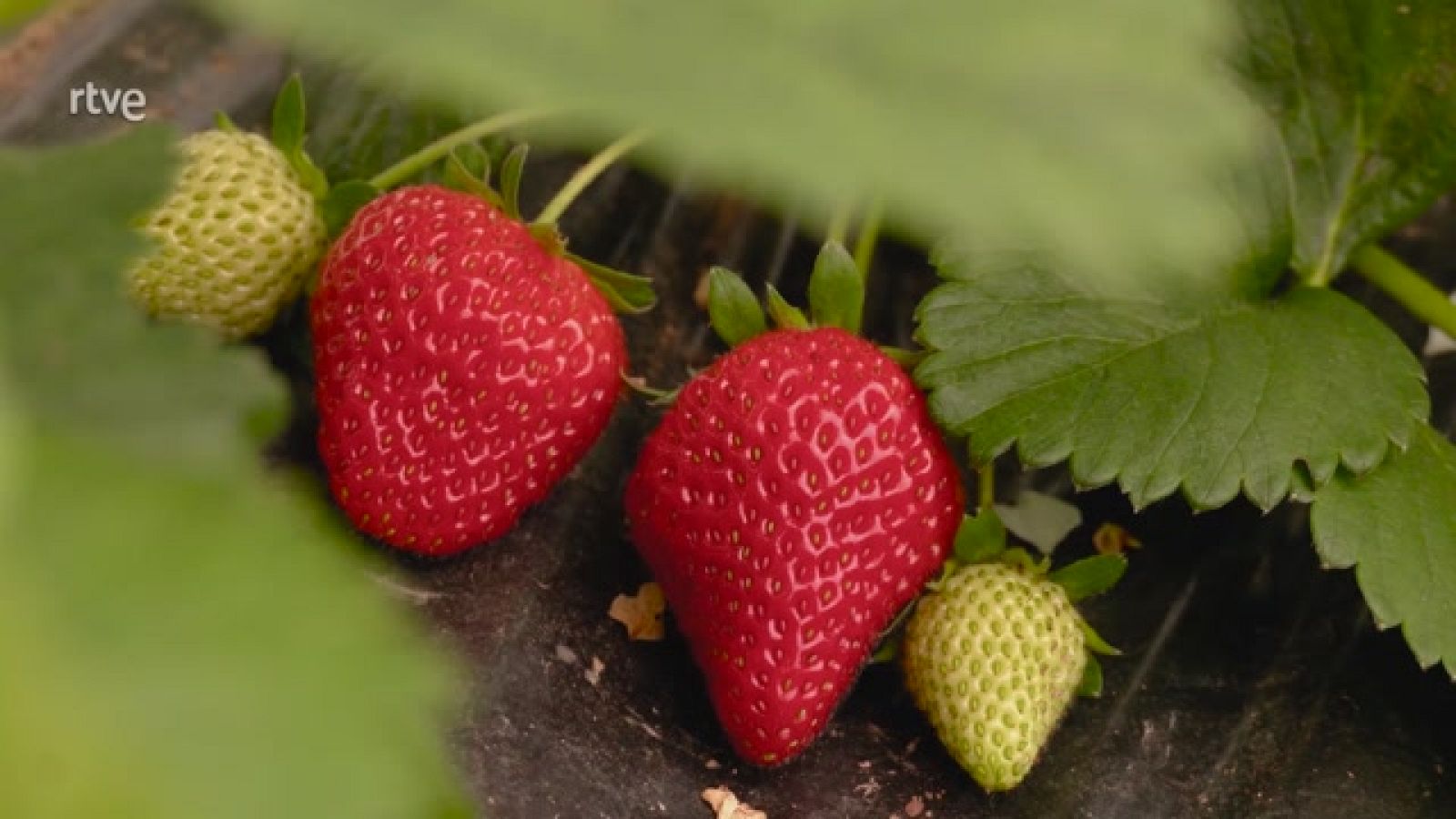 Aquí la Tierra - Fresa y fresón, ¿cómo se diferencian?