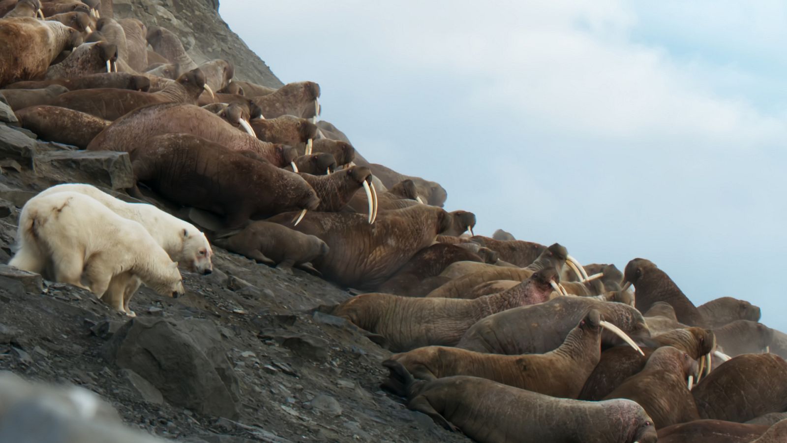 Siete mundos, un planeta - Asia - ver ahora