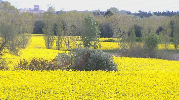 L'Informatiu - Els camps daurats que deixa la colza
