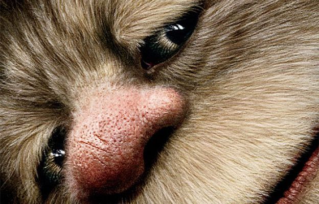 Días de cine - 'Donde viven los monstruos'