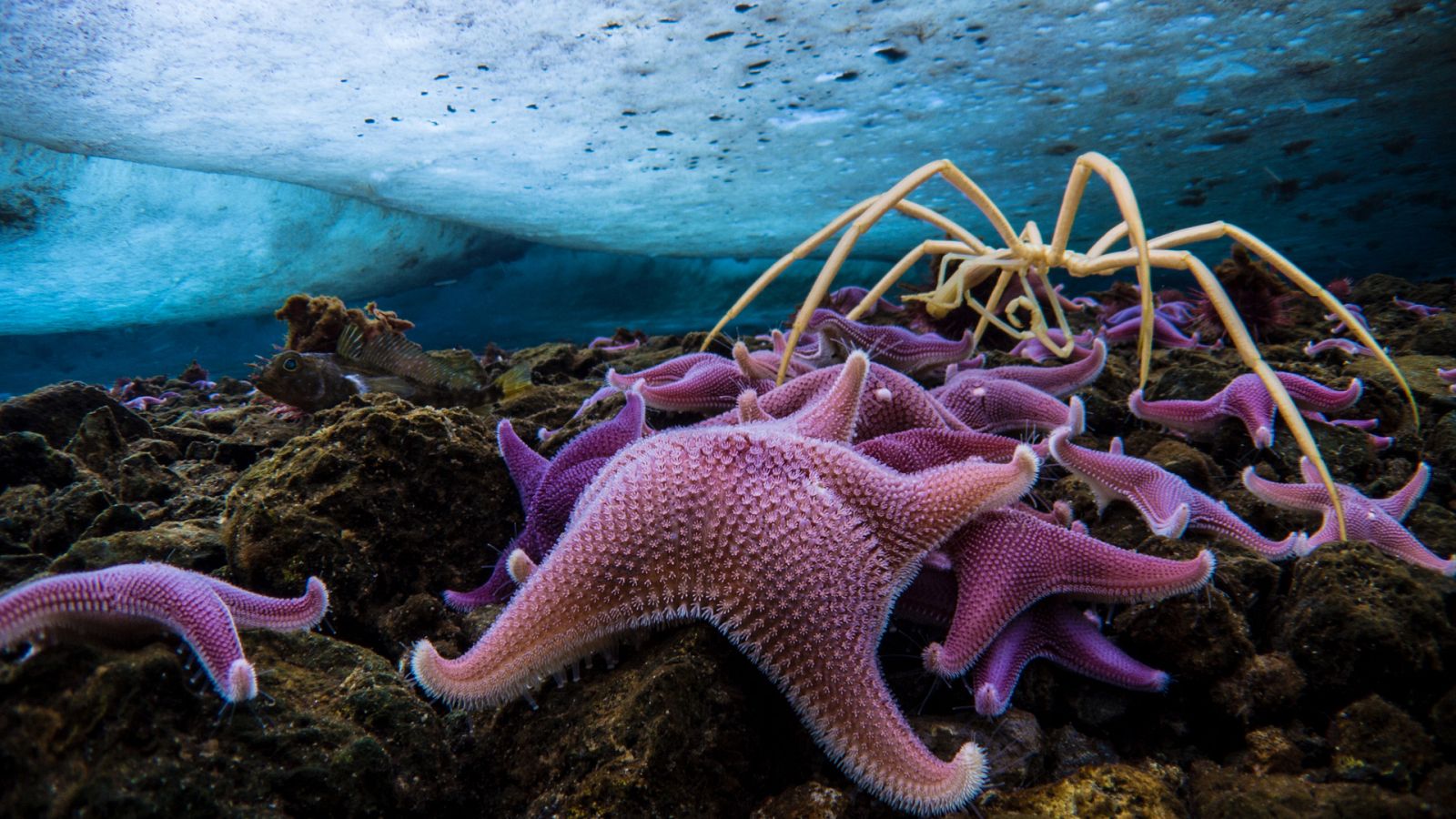 Siete mundos, un planeta - Antártida - ver ahora