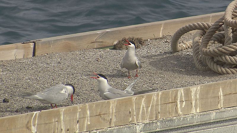 Los nidos artificiales multiplican el número de charranes en Gran Canaria