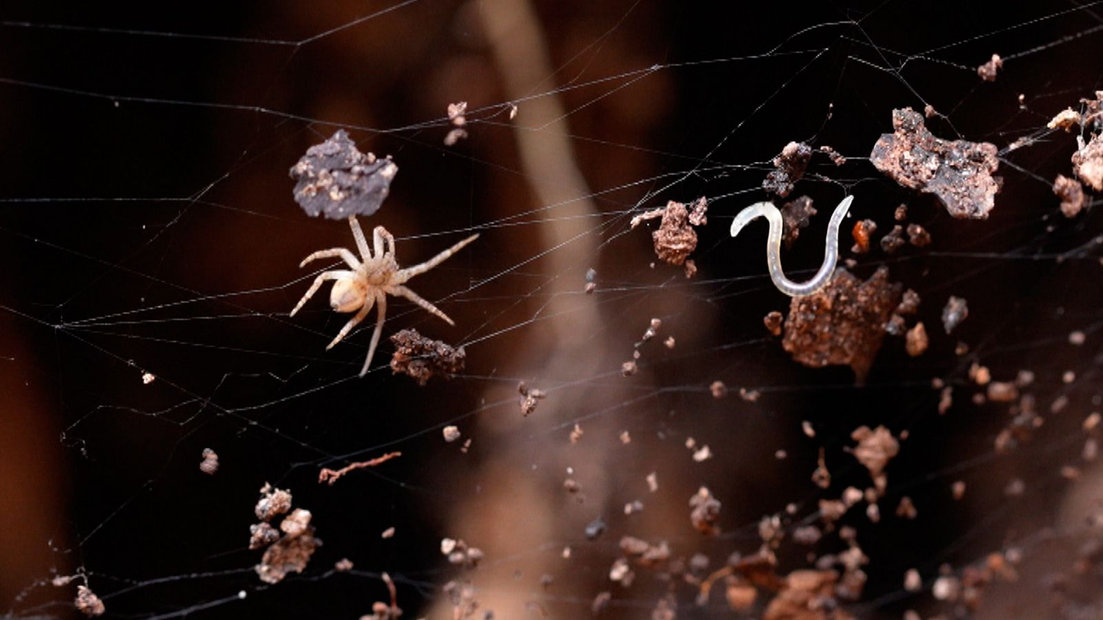 En Portada - "Ladrones de mentes", miércoles a las 20 horas en RTVE Play