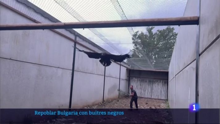 Noticias de Extremadura - 'AMUS' participa en la repoblación de Bulgaria con buitres negros