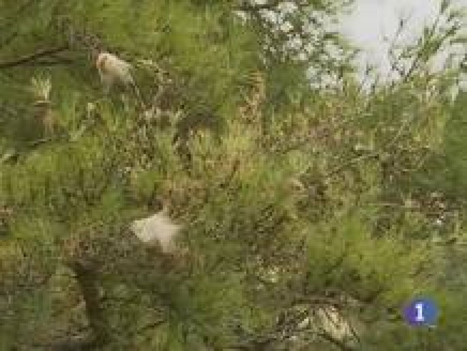 Noticias de Catilla La Mancha. Informativo de Castilla La Mancha. (18/12/09).