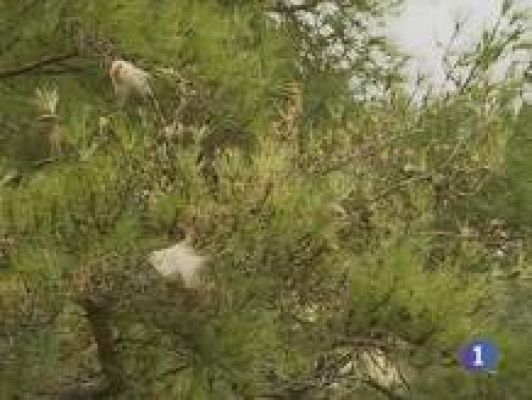 Noticias de Castilla-La Mancha - Noticias de Castilla-La Mancha - 18/12/09