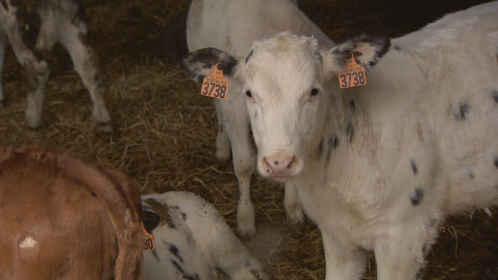 Noticias Aragón - El sector ganadero, muy afectado por el alto coste de los insumos