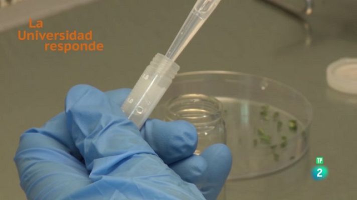 La aventura del Saber - ¿Pueden ser las plantas inmortales?