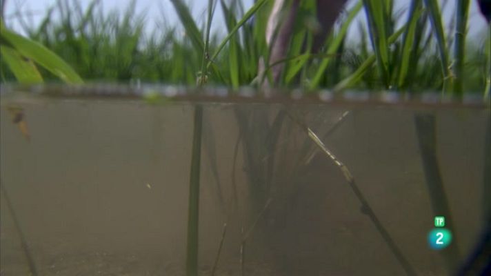 La aventura del Saber - Universo Sostenible 3: ¿Cómo se controlan las plagas?