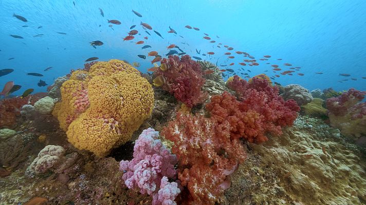 Into the blue - Sulawesi (Manado y Lembeh)
