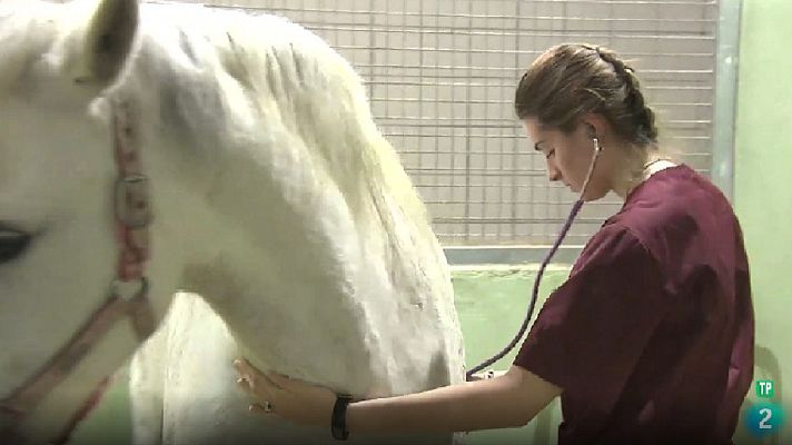 RTVE Igualdad - Cada vez hay más proporción de veterinarias