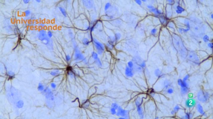 La aventura del Saber - ¿Qué son las células gliales?