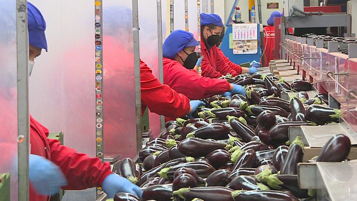 Noticias Andalucía - El tomate almeriense en declive