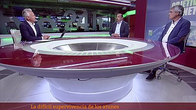 La difícil supervivencia de los atunes