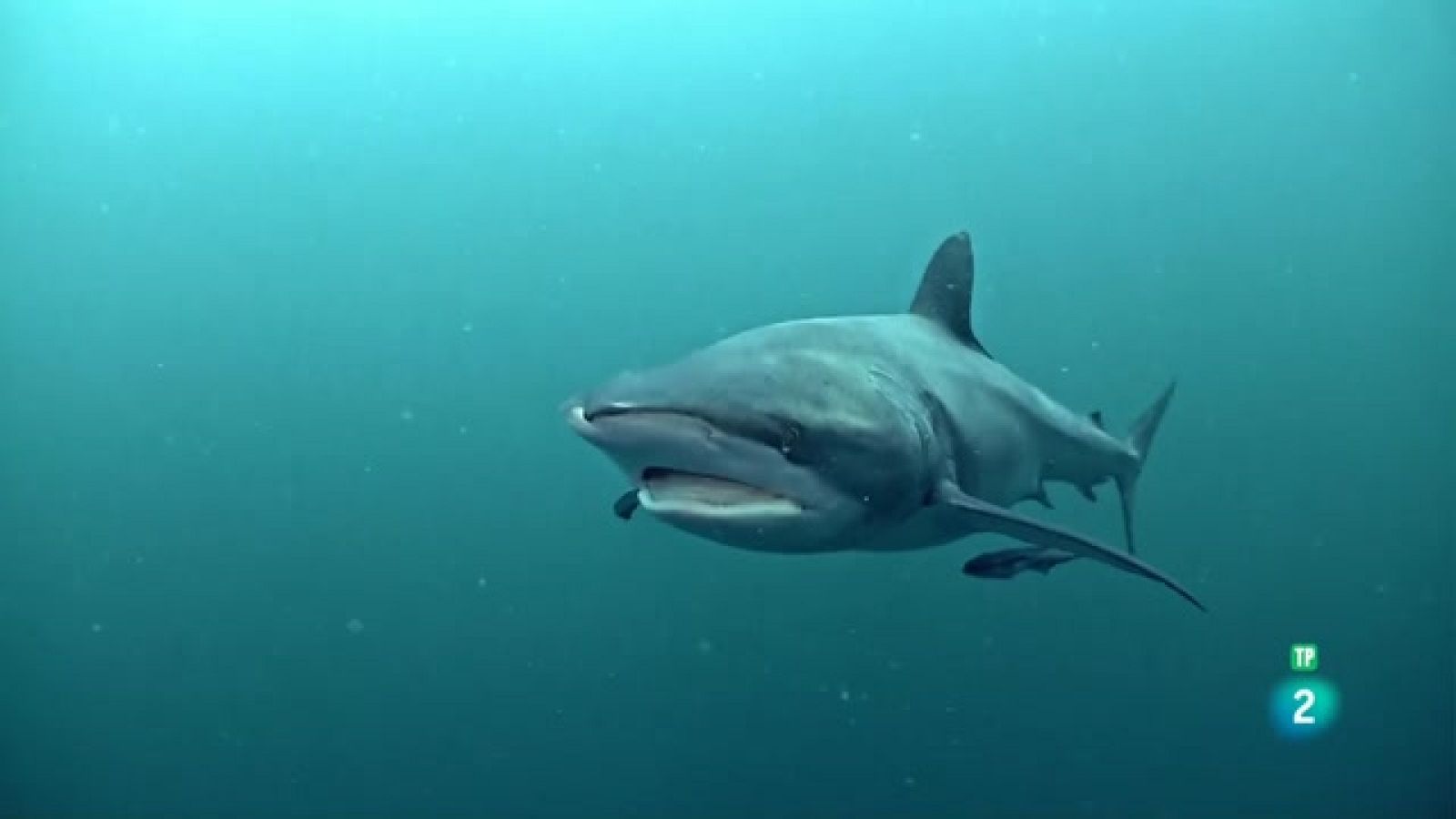 Som Documental - La terra màgica d'Oz: l'oceà