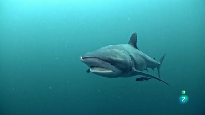 Som Documentals - La terra màgica d'Oz: l'oceà