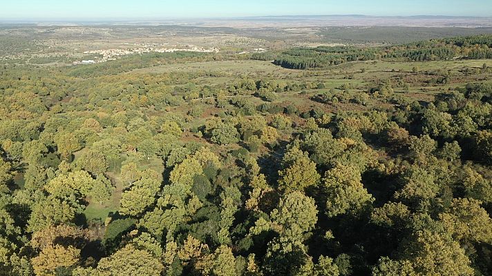 80 cm - Segovia. Hoces y Sierras
