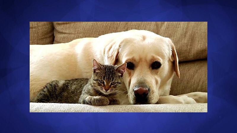 ¡Mascotas! - Aprendemos en Clan | Ver