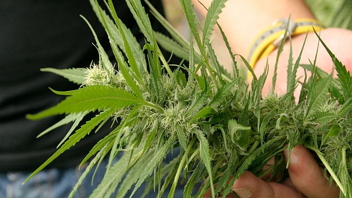 Las claves del siglo XXI - España, principal productor y exportador de marihuana en Europa