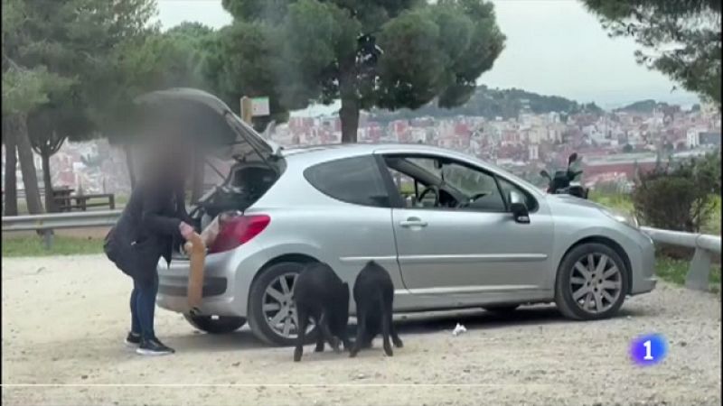 La difícil gestió del senglar en entorns urbans