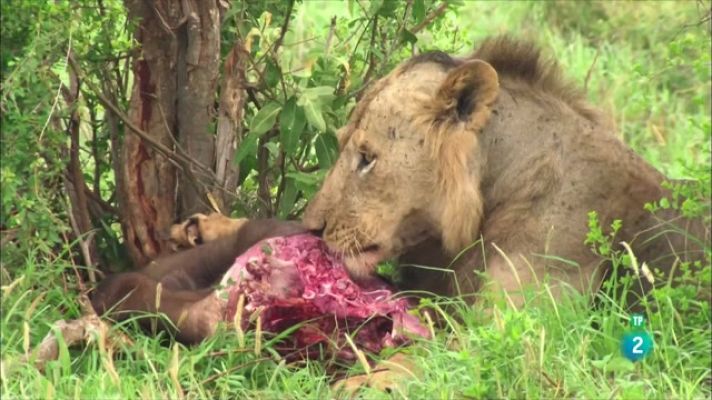 Som Documentals - Supervivents de les planures: els lleons de Tsavo