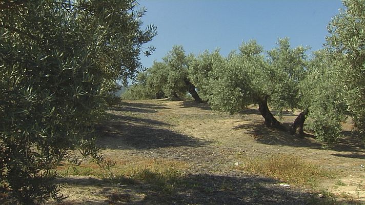 Noticias Andalucía - El olivar, sin riego este verano