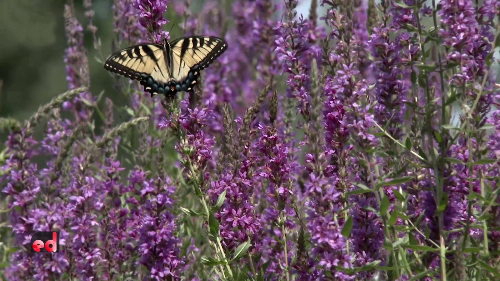 España Directo - 17/05/22 - ver ahora