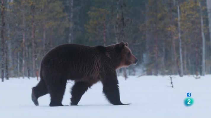 Som Documentals - Llop contra os