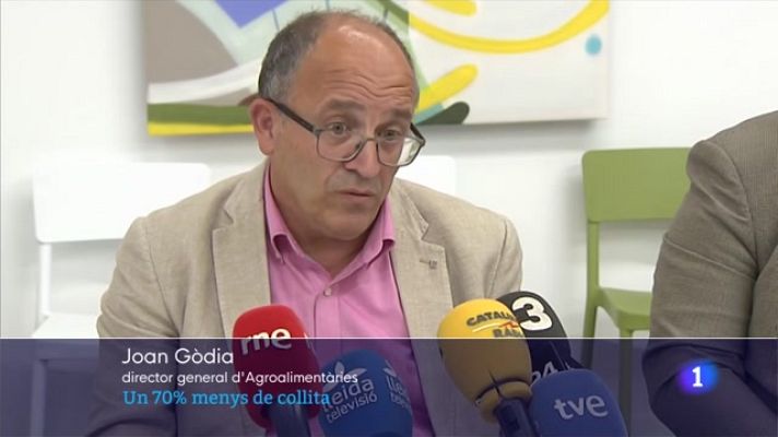 L'Informatiu - Gran part de la collita serà un 70% inferior a la d'un any sense gelades