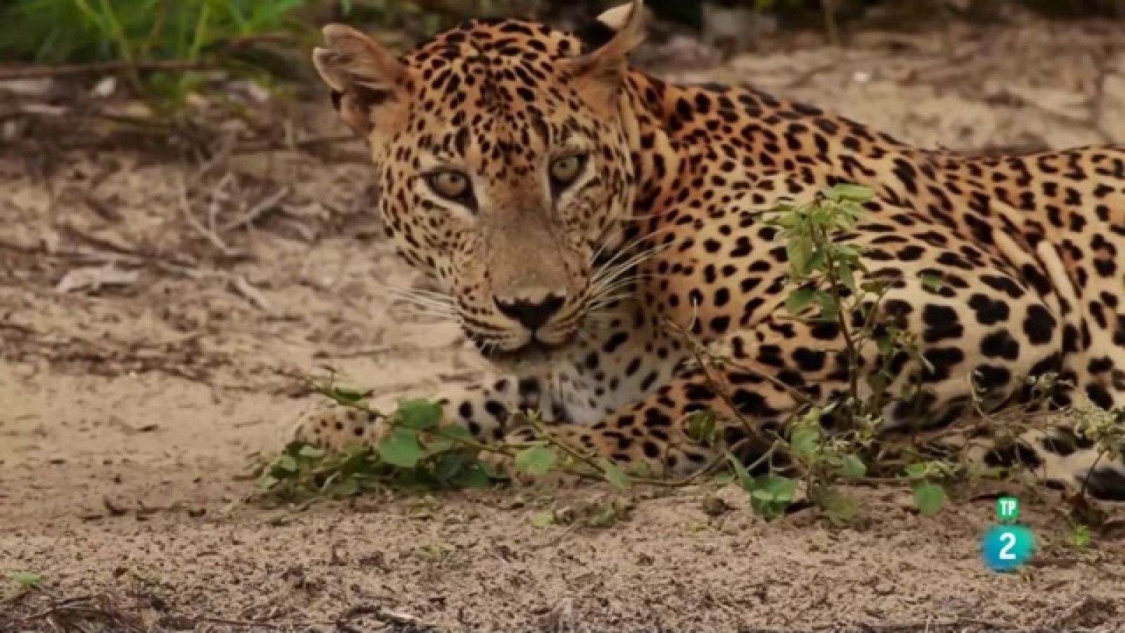 Som Documentals - Sri Lanka salvatge: el regne del lleopard