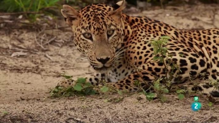 Som Documentals - Sri Lanka salvatge: el regne del lleopard