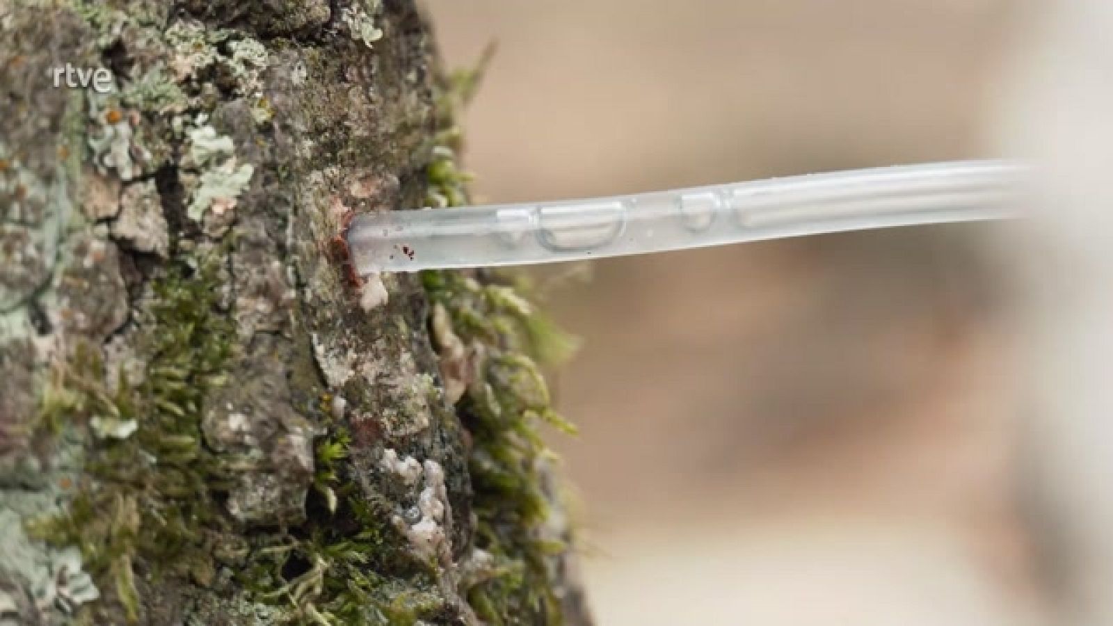 Aquí la Tierra - Salvia y abedules