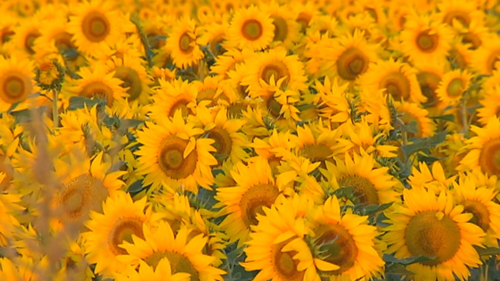 Agrosfera - 21/05/22 - ver ahora