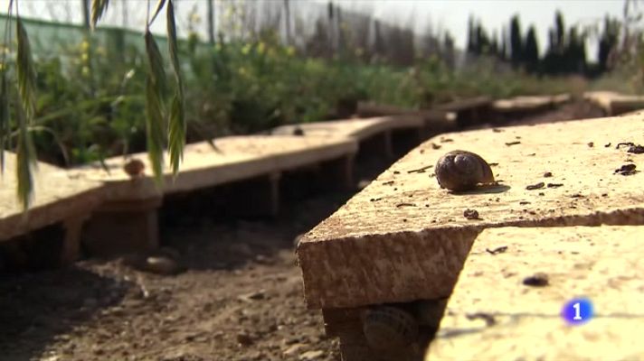 L'Informatiu - L'ingredient bàsic d'una bona caragolada