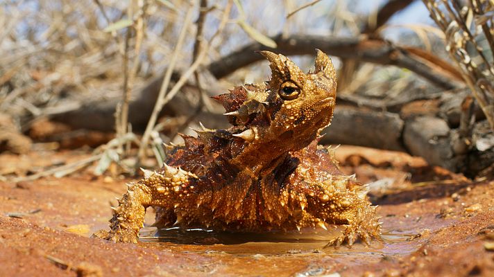 Siete mundos un planeta - Australia
