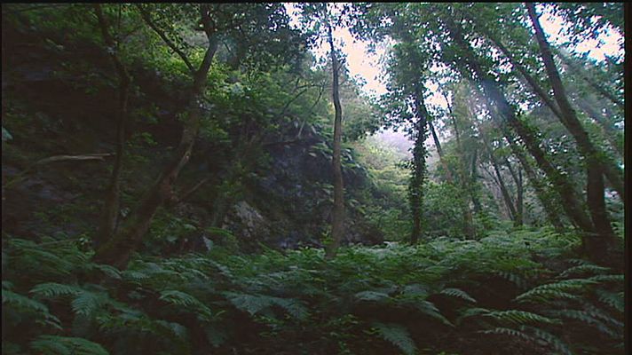 Telecanarias - Con un 40% del territorio protegido, Canarias tiene el 20% de sus especies amenazadas