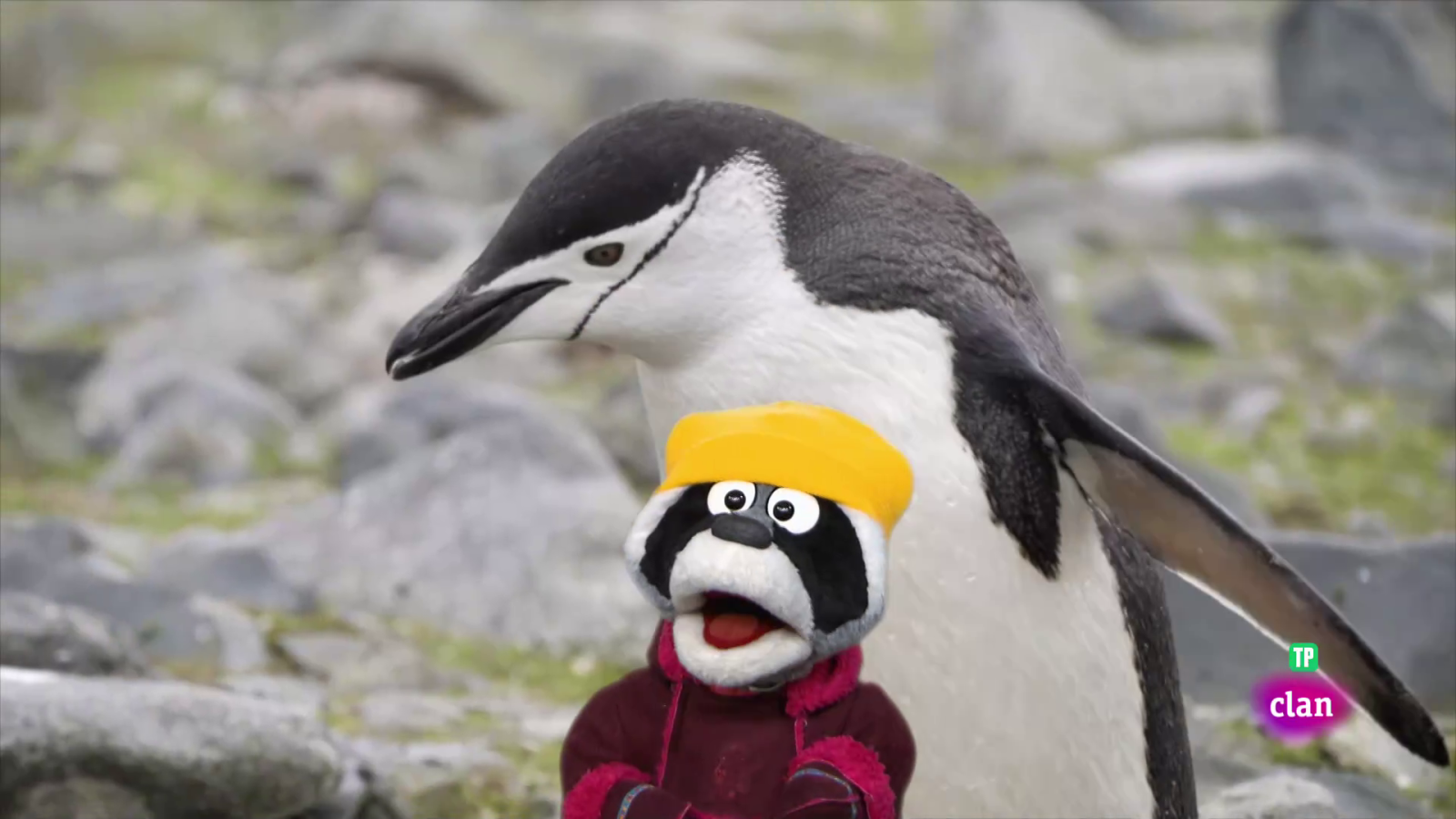 'Está mapachando' - Animales en el Ártico y más - Aprendemos en Clan | Ver