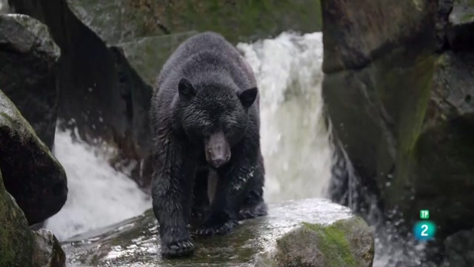 Som Documentals - Els ossos, els grans supervivents