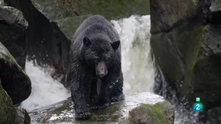 Som Documentals - Els ossos, els grans supervivents