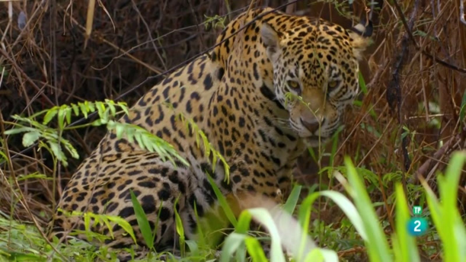 Som Documentals - La terra del jaguar