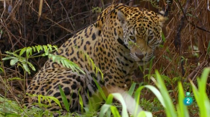 Som Documentals - La terra del jaguar