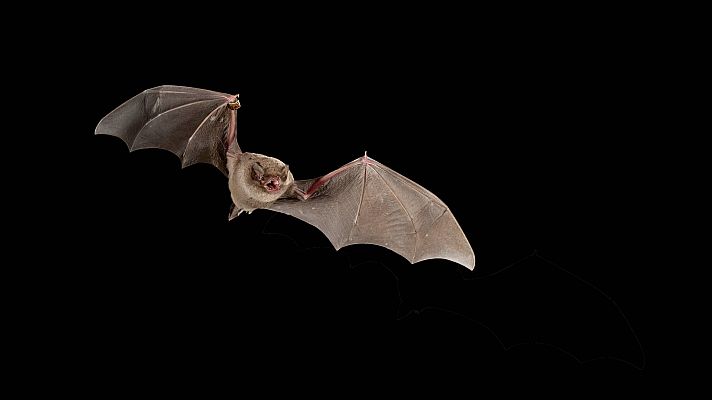 España Directo - Los murciálgos patudos, una especie en peligro