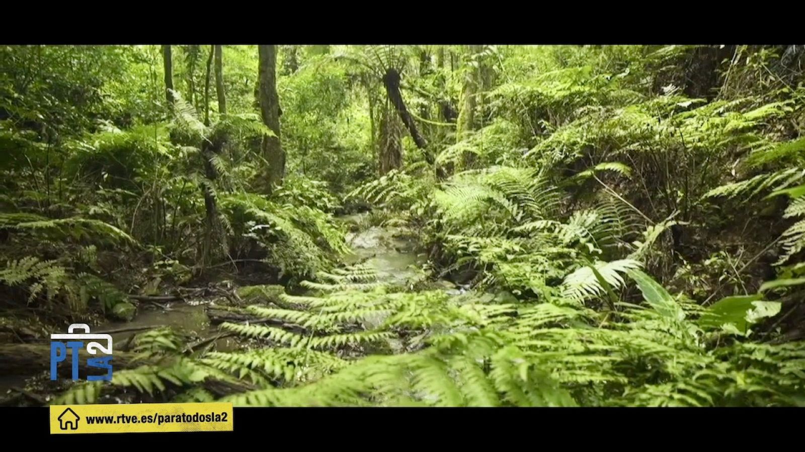 Map Biomas, una iniciativa contra la deforestación en Brasil