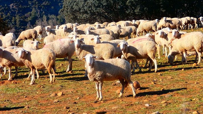 Para todos La 2 - Para todos La 2 - 21/05/22 - Lengua de signos