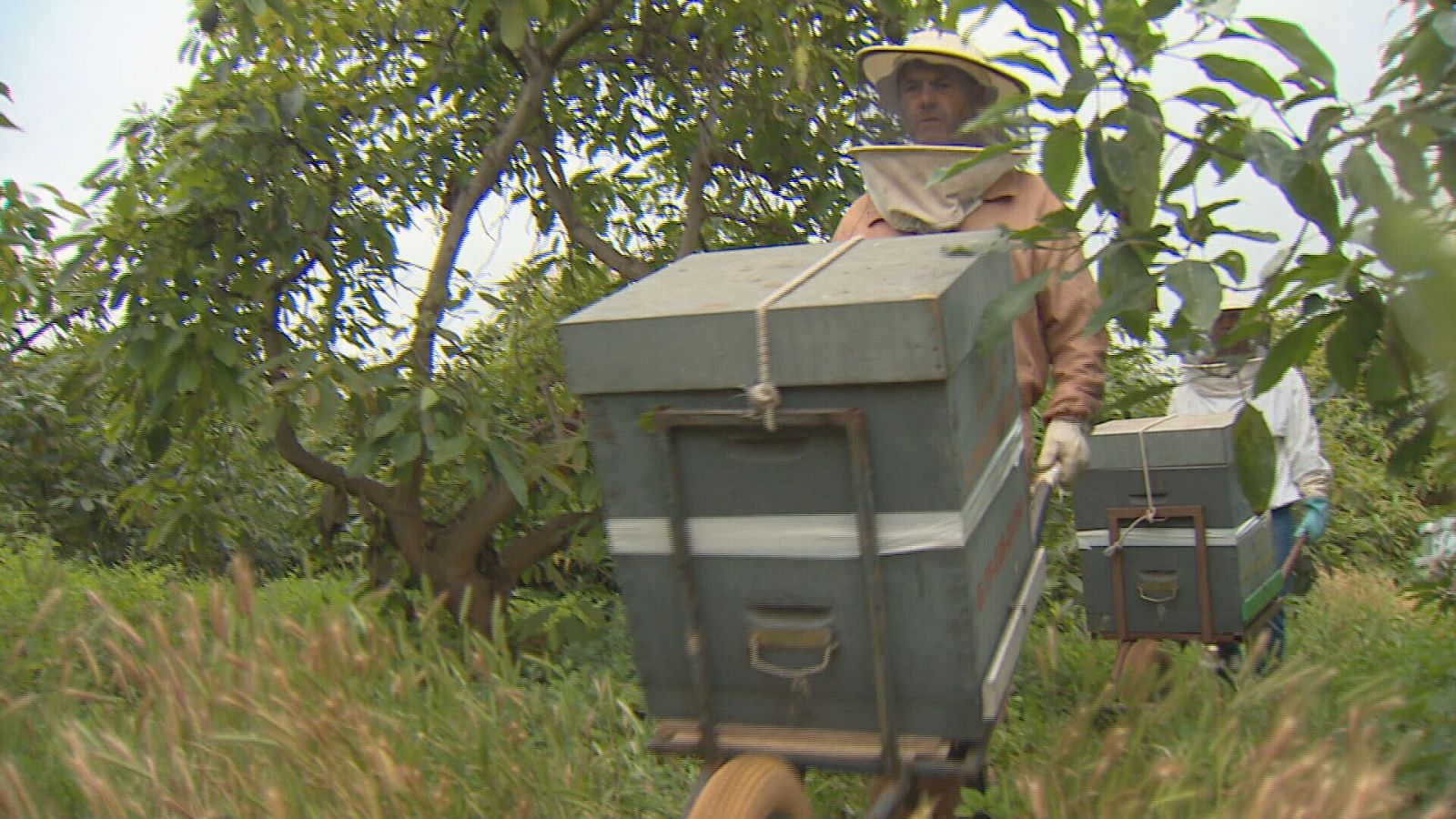 2700 colmenas pasan el verano en el Parque Nacional del Teide | Ver
