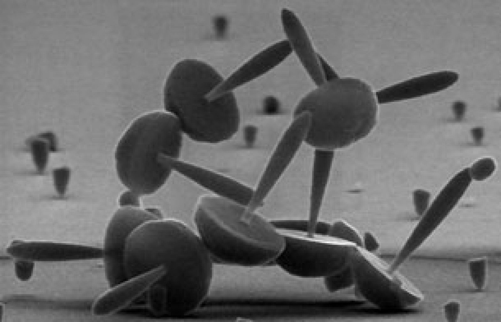 Premios a la fotografía científica - Ciencia y tecnología en Rtve.es | Ver