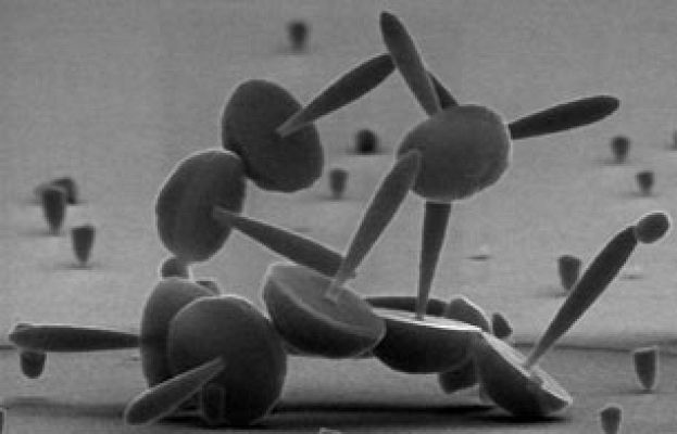 Ciencia y tecnología en Rtve.es - Premios a la fotografía científica