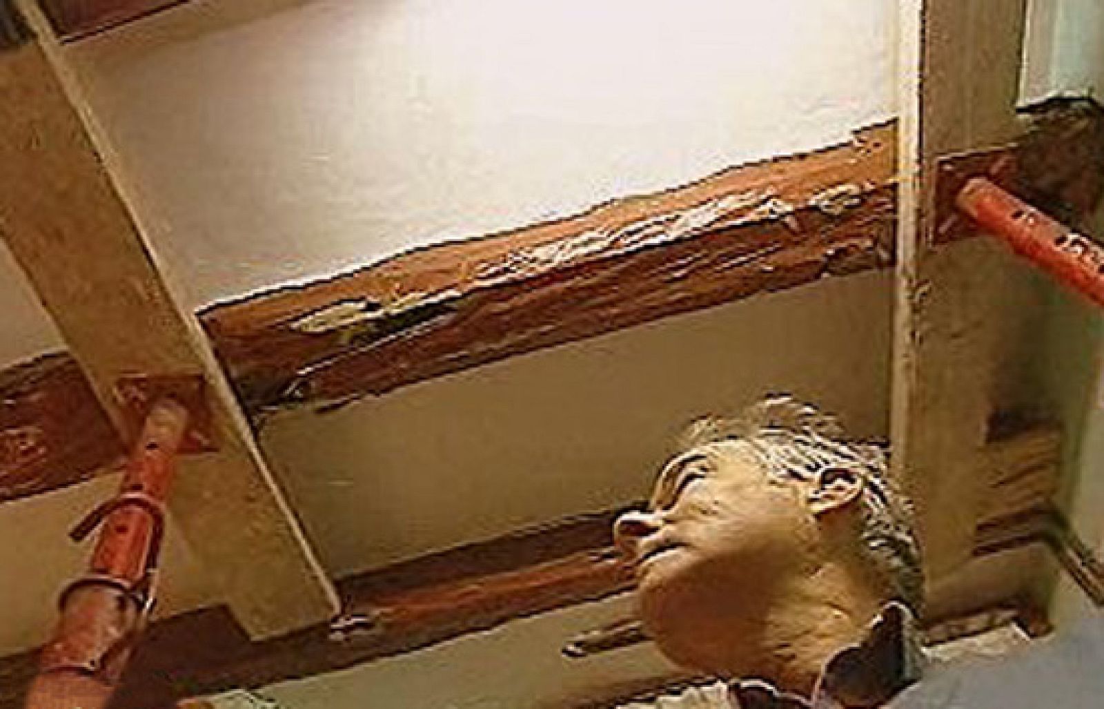 España Directo - Devorados por las termitas | Ver