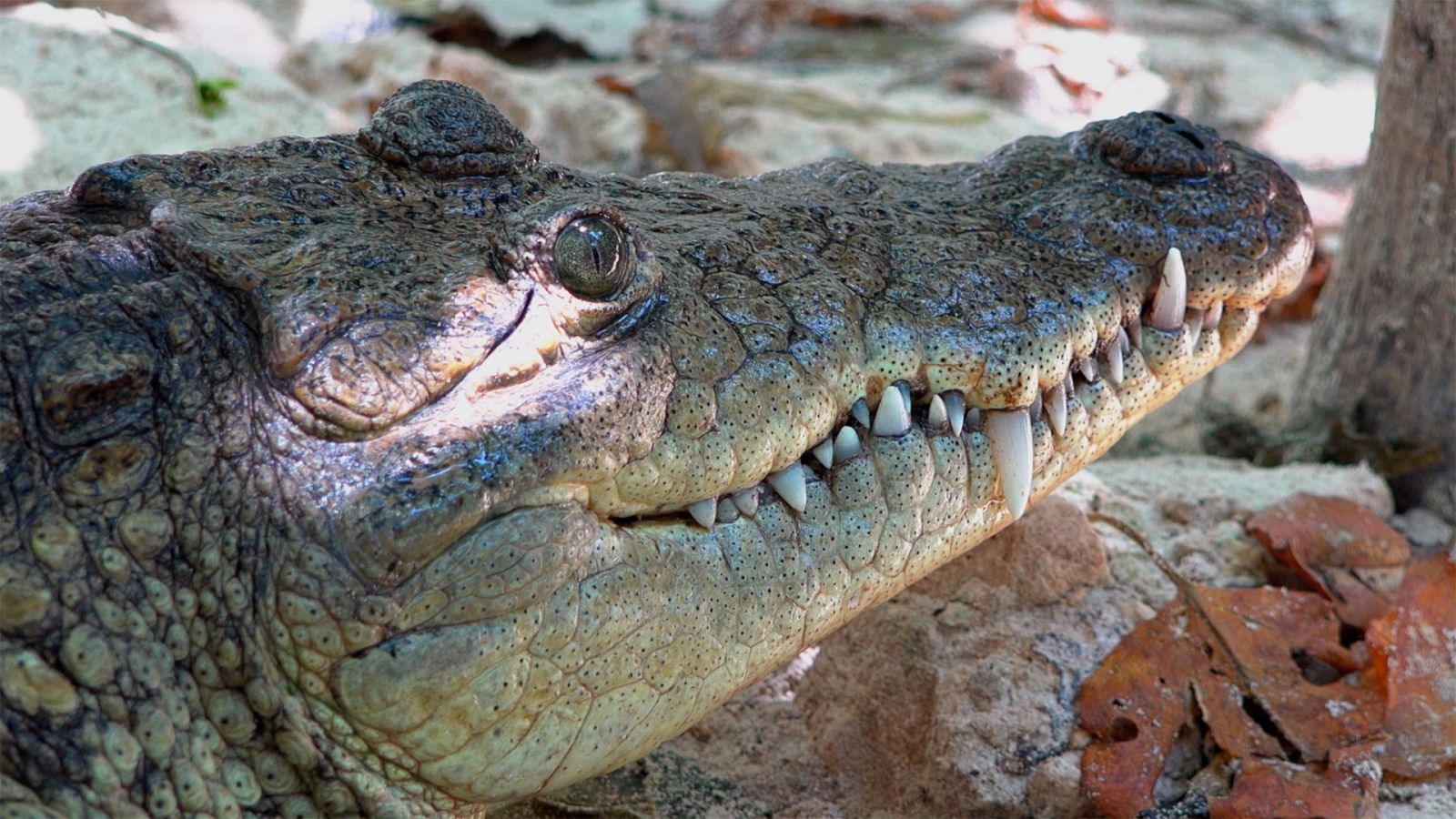 Somos documentales - Nuestra naturaleza la llamada de la selva - ver ahora